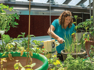 Angela NewMyer, biology professor at Forest Park, sprays insecticidal soap on plants in the new greenhouse. (Photo by Daniel Shular)