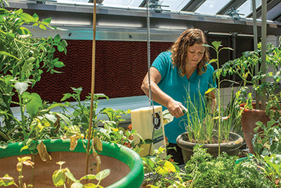  Angela NewMyer, biology professor at Forest Park, sprays insecticidal soap on plants in the new greenhouse. (Photo by Daniel Shular) 