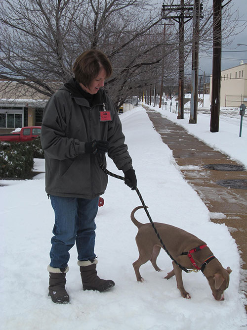Volunteer Ann Coleman allows Lovey Duvey to sniff the snow; she is one of 300 people who walk shelter dogs at the Humane Society of Missouri on a weekly basis. (Photo by Garrieth Crockett)