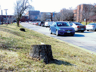 Several ash trees have been cut down along Campus Drive near Macklind Avenue.Other trees in the background await the same fate. (Photo by Larry Cox)