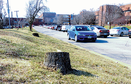 Several ash trees have been cut down along Campus Drive near Macklind Avenue.Other trees in the background await the same fate. (Photo by Larry Cox)